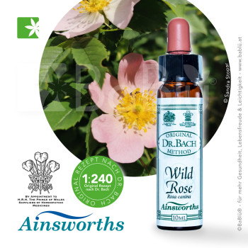 BaBlü® Wild Rose Bachblütenessenz Ainsworths