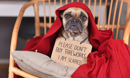 Bachblüten für Tiere bei Feuerwerk und Silvester, Hund