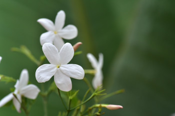 Jasmin - Ätherisches Öl