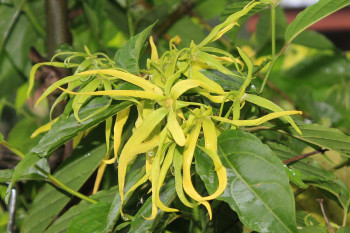 Ylang-ylang - Ätherisches Öl