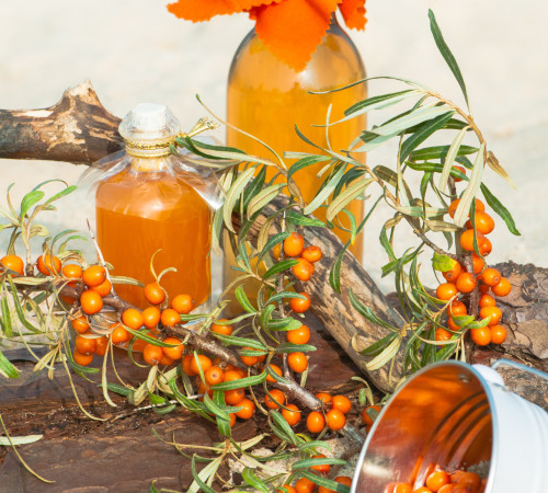 Sanddorn, Hippophae rhamnoides, gesunde Sanddornprodukte - Sanddornöl