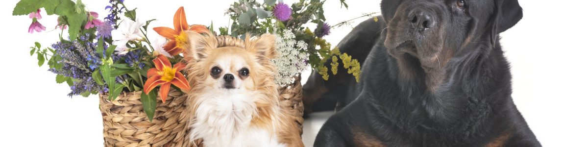 Hunde mit Blumenkorb & ätherischen Ölen