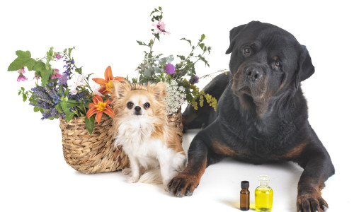 Hunde mit Blumenkorb & ätherischen Ölen