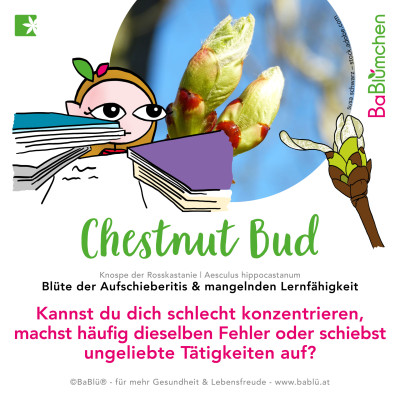 Chestnut Bud