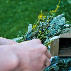 Dipl. Kräuterfachfrau/mann Heilkräuterpädagogik - Einblicke in die Diplom Kräuterausbildung in der BaBlü Akademie