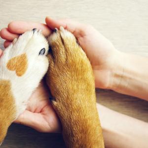 AdobeStock - Ganzheitliche Gesundheit für Tiere