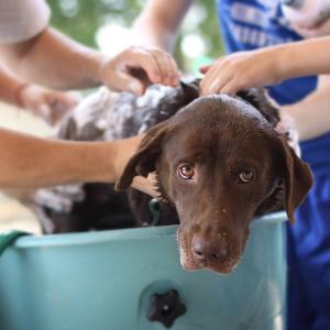 Seifen für Hunde und Katzen - Tierseife selbst herstellen