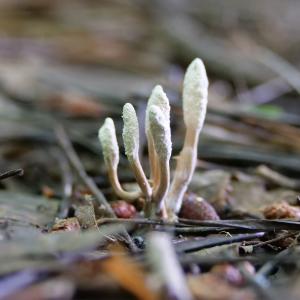 fernöstliche Heilpilze und Vitalpilze Ausbildung Onlinekurs