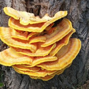 Reishi & Co. fernöstliche Heilpilze und Vitalpilze - Spezialmodul