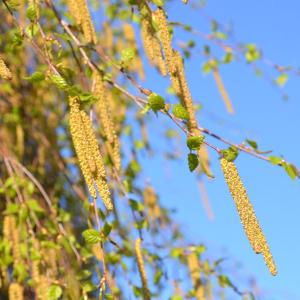 Pollenallergie Birke 